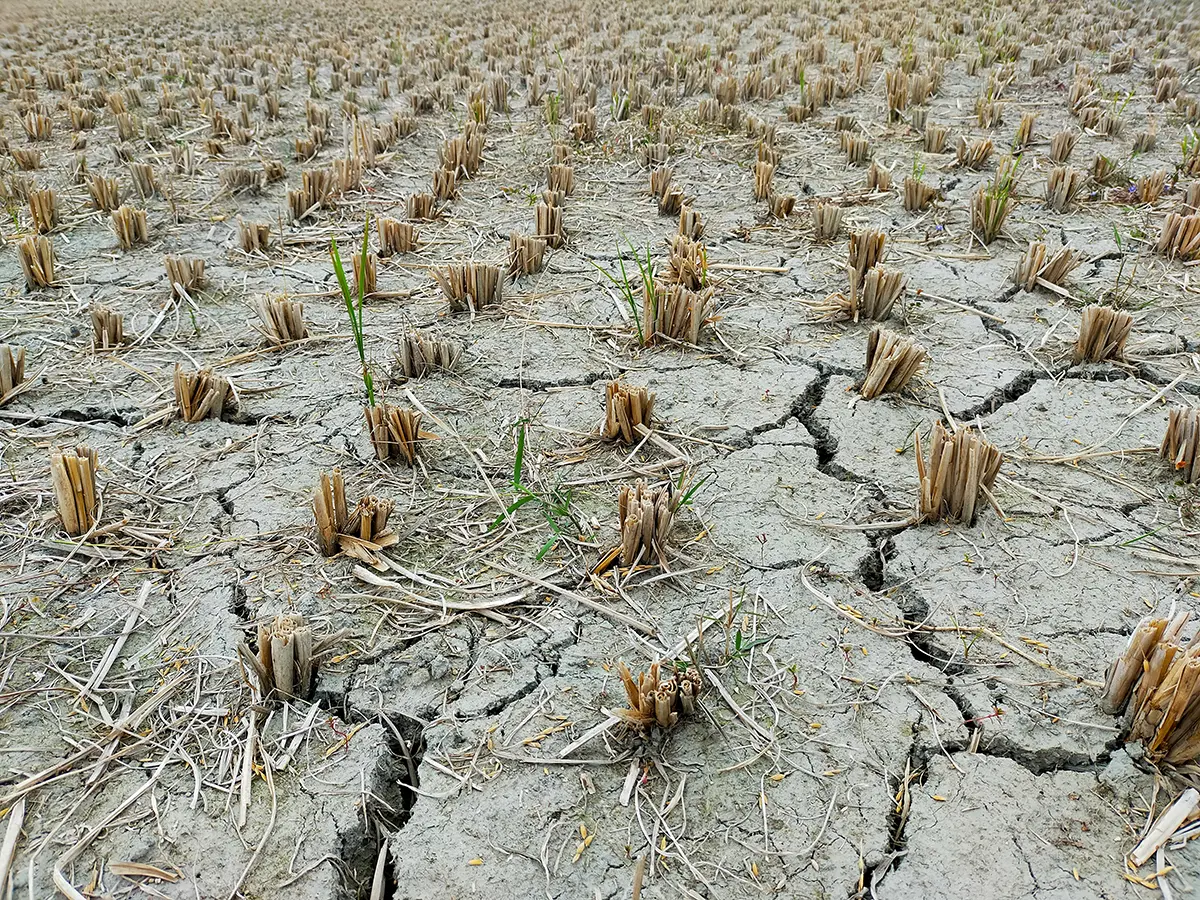 The Definition of Drought Understanding the Basics